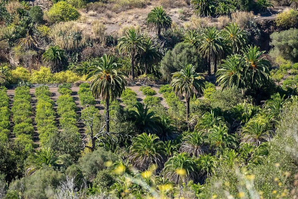 Semesterbostad Cosy Bungalow Green Oasis Maspalomas